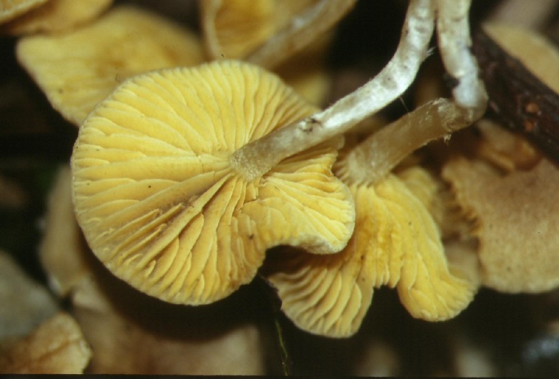 Funghi gregari....